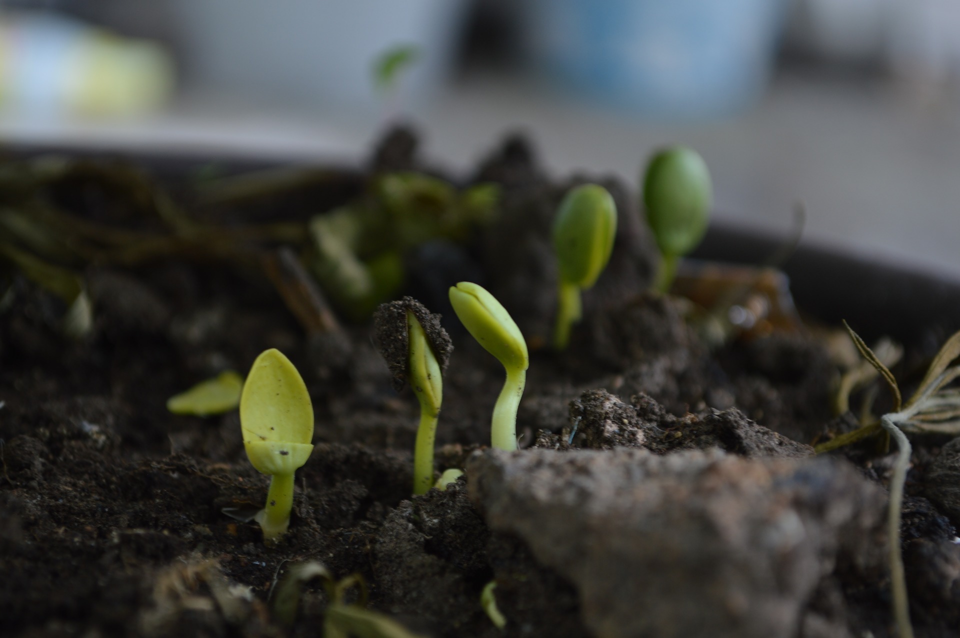 How to Compost Naturally