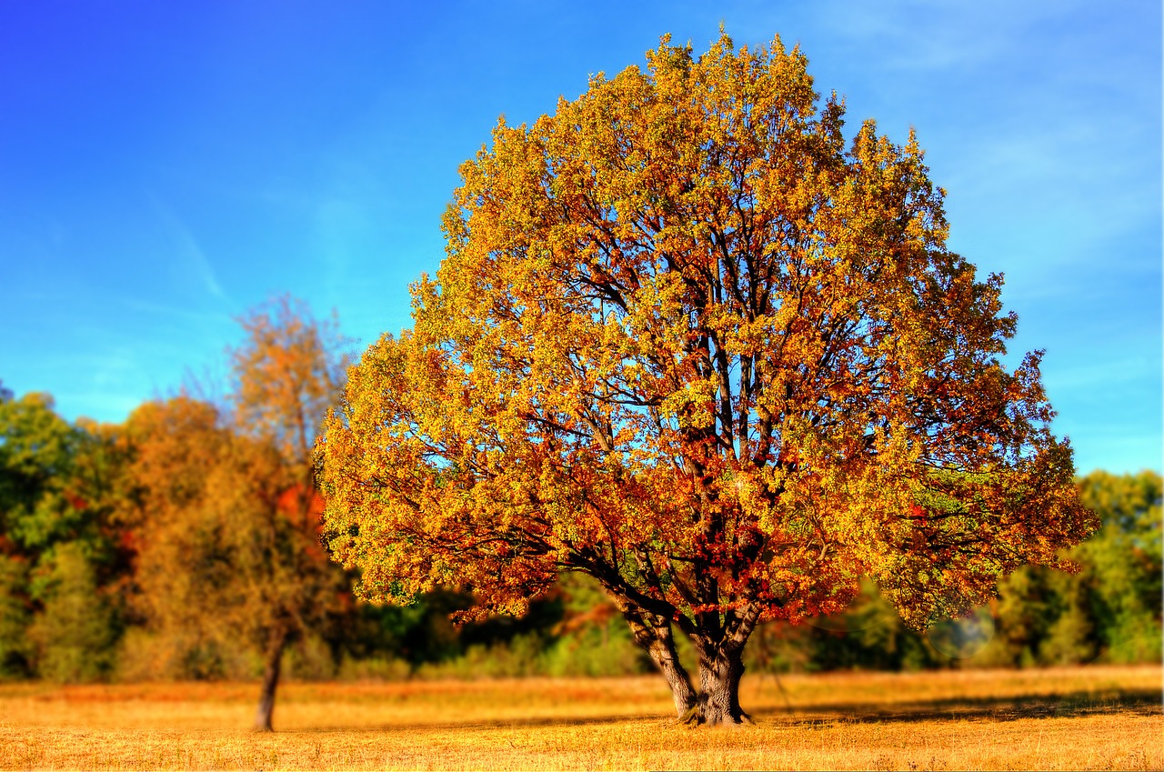 Natural Ways To Decorate For Fall