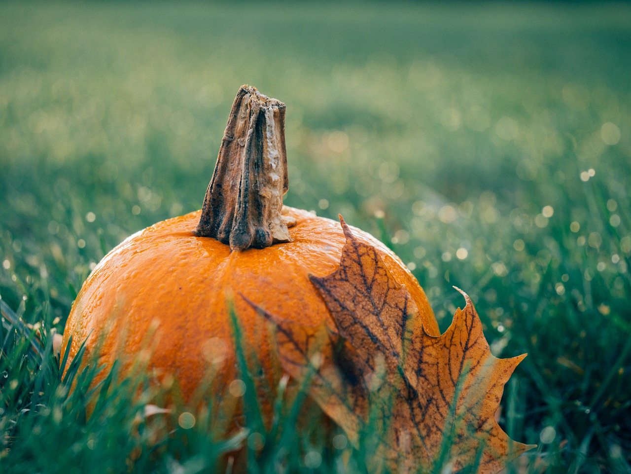 Eco-Friendly Ideas for Halloween