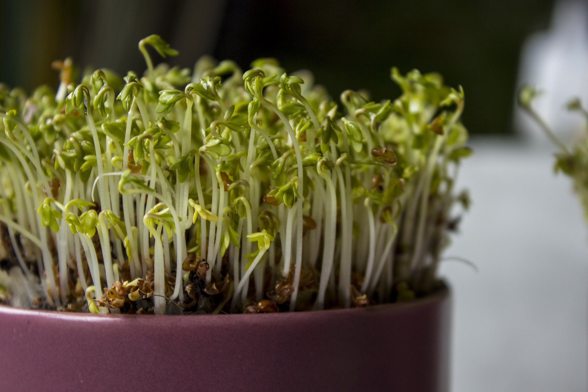 How to Grow Vegetables Indoors