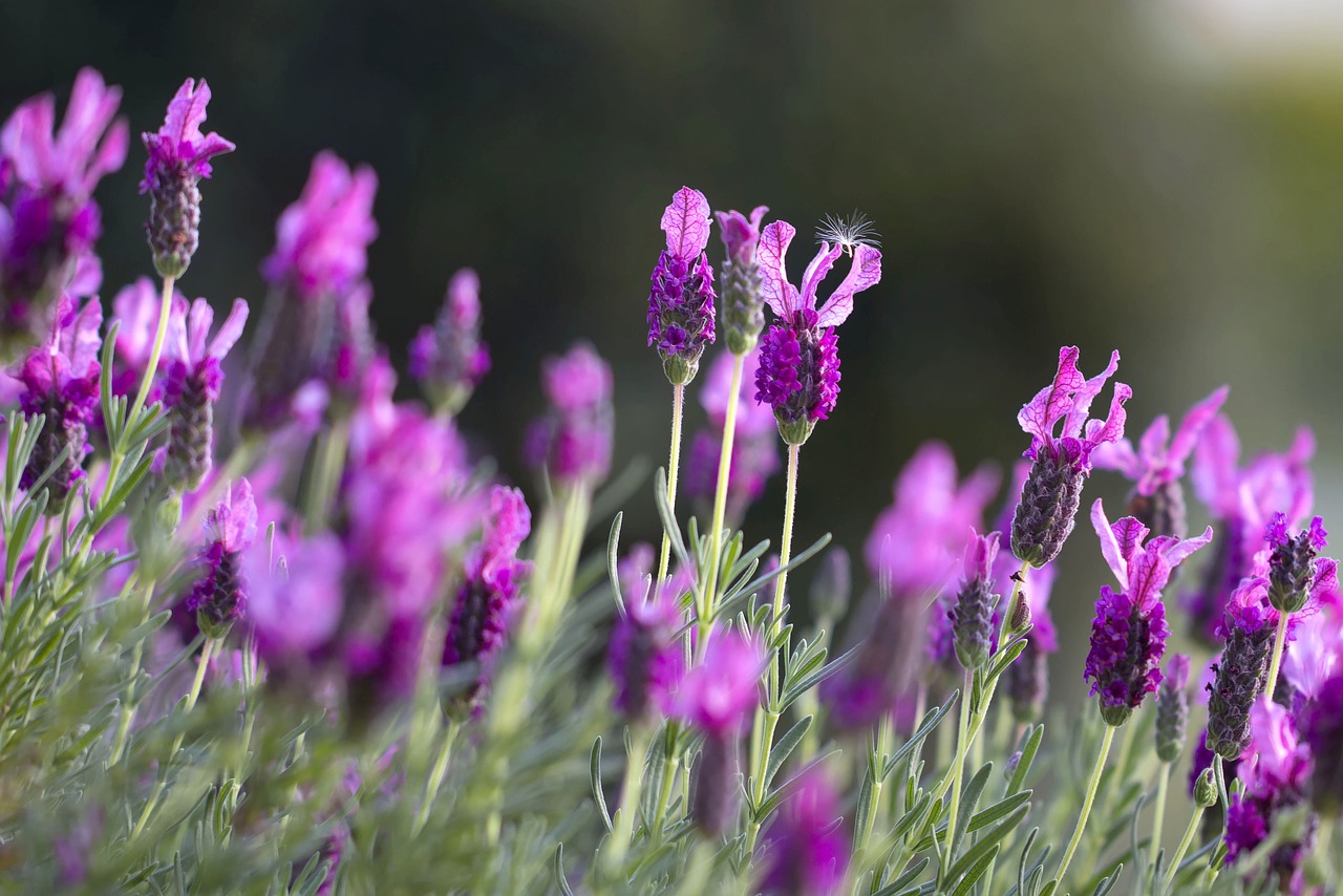 Lavender Room Spray Recipe