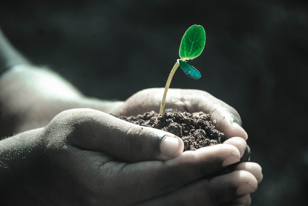 Basic Guide to Starting Seeds for Planting